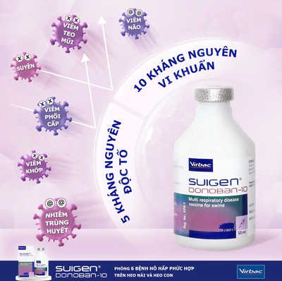 HIỆU QUẢ VƯỢT TRỘI CỦA VẮC XIN SUIGEN DONOBAN-10 PHÒNG 6 VI KHUẨN GÂY HỘI CHỨNG HÔ HẤP PHỨC HỢP TRÊN HEO